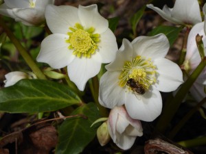 Schneerose-Helleborus niger