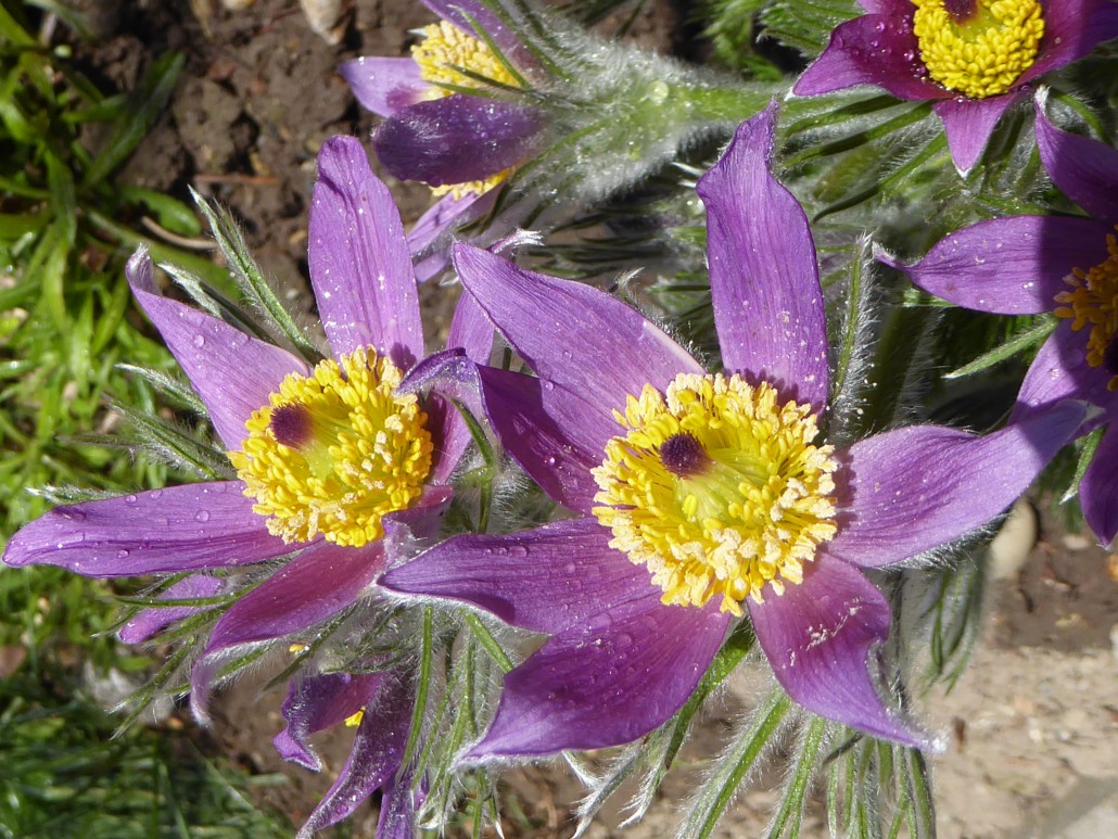 da hat sich doch eine Giftpflanze in unseren Kräutergarten geschummelt