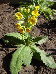 primula vulgaris2