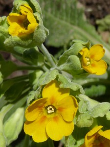 primula vulgaris1